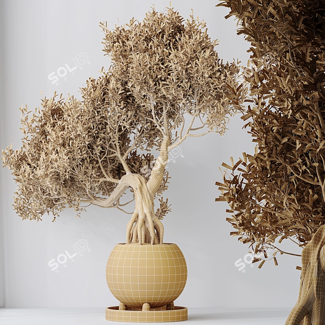 Ficus Ginseng Bonsai Tree Model 3D model image 4