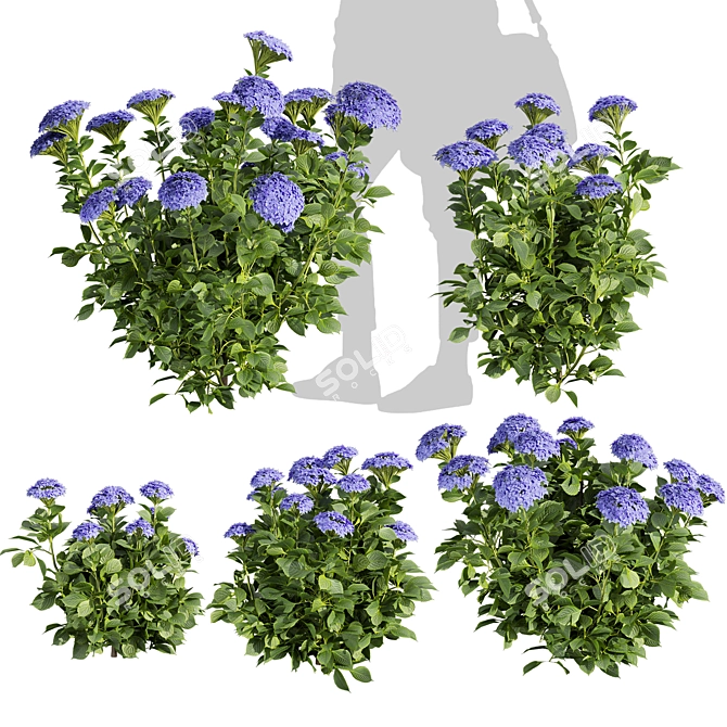 Hydrangea Macrophylla 3D Plant Model 3D model image 5