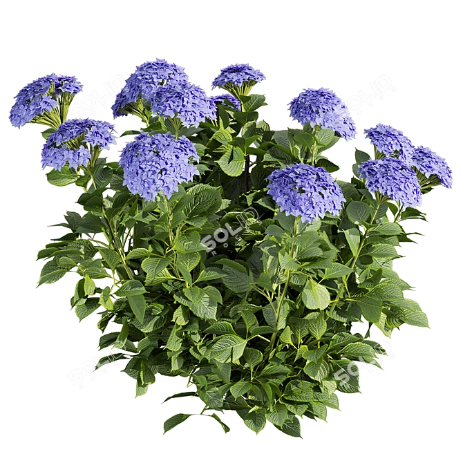 Hydrangea Macrophylla 3D Plant Model 3D model image 1