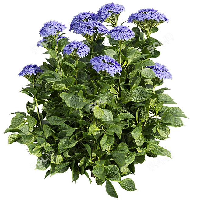 Hydrangea Macrophylla 3D Plant Model 3D model image 2