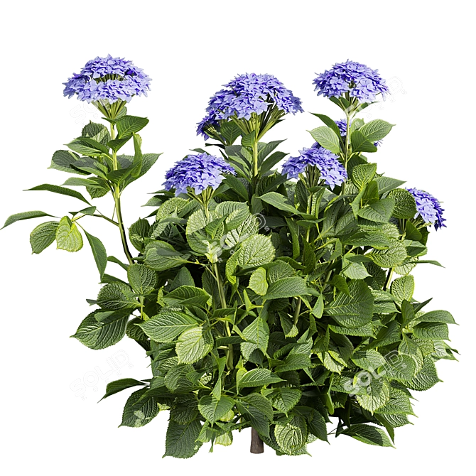 Hydrangea Macrophylla 3D Plant Model 3D model image 3