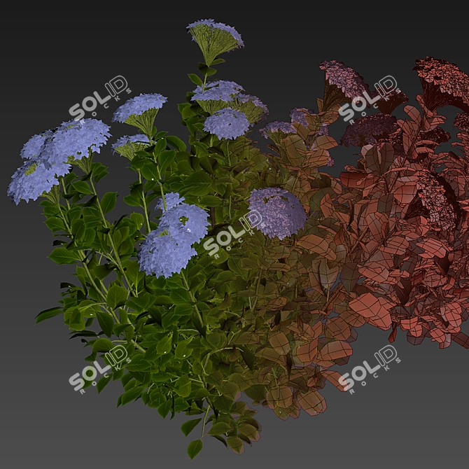 Hydrangea Macrophylla 3D Plant Model 3D model image 4