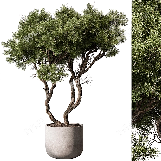 Evergreen Tree in Decorative Planter 3D model image 1