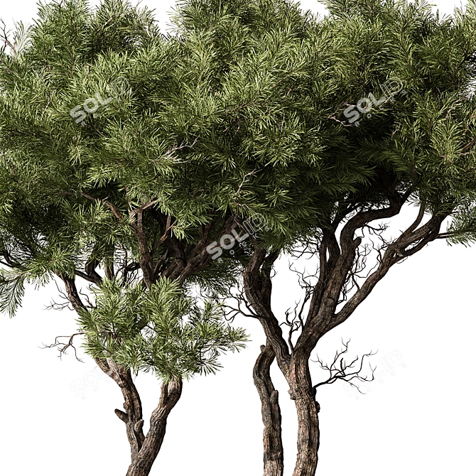 Evergreen Tree in Decorative Planter 3D model image 2