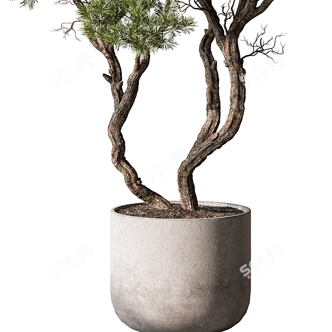 Evergreen Tree in Decorative Planter 3D model image 3