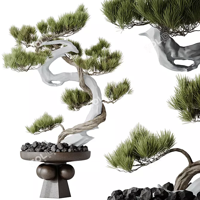 Five-Needle Pine Bonsai Tree 3D model image 1