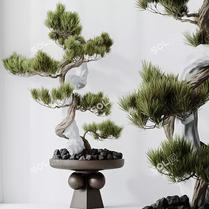 Five-Needle Pine Bonsai Tree 3D model image 2