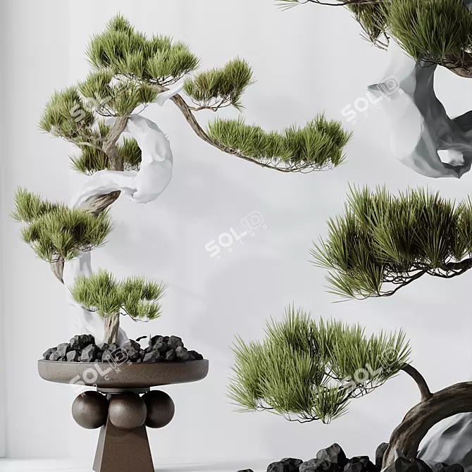 Five-Needle Pine Bonsai Tree 3D model image 3