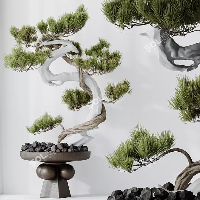 Five-Needle Pine Bonsai Tree 3D model image 4