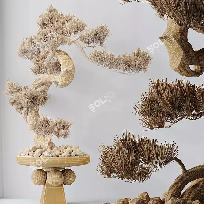 Five-Needle Pine Bonsai Tree 3D model image 5