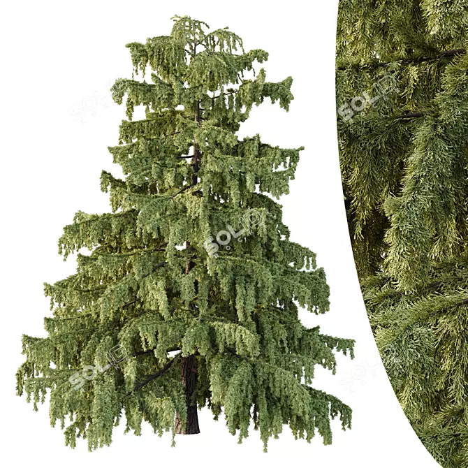 Cedrus Deodara 3D Tree Model 3D model image 1