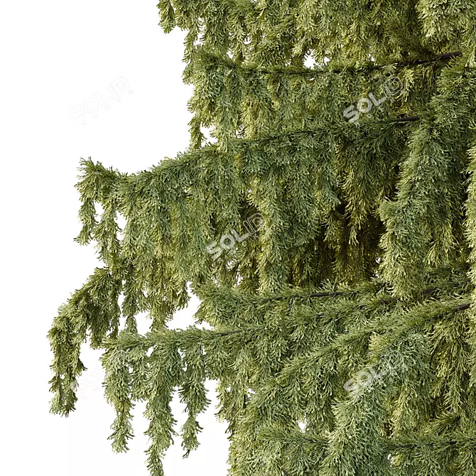 Cedrus Deodara 3D Tree Model 3D model image 2