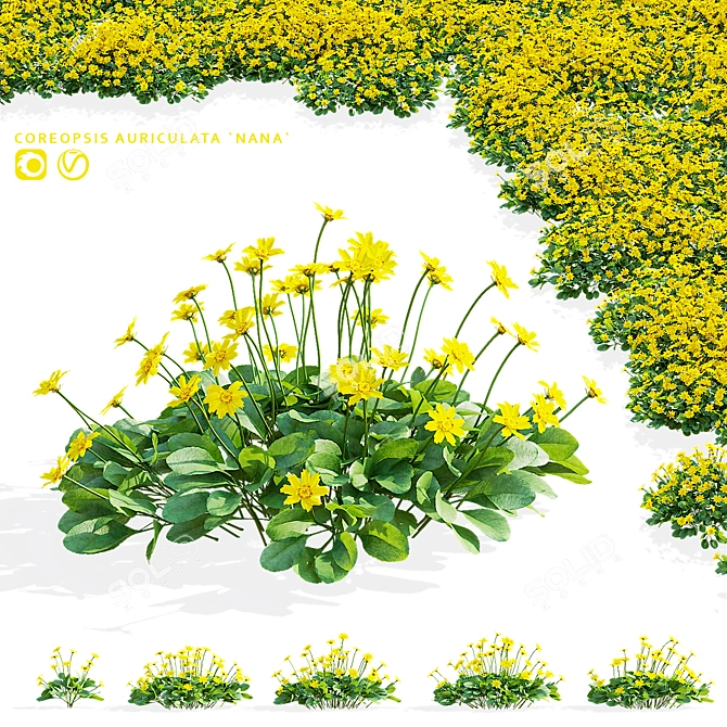 Mini Coreopsis Flower Collection Beds 3D model image 1