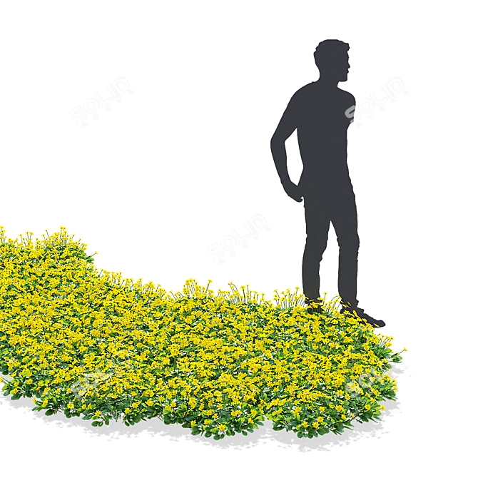 Mini Coreopsis Flower Collection Beds 3D model image 3