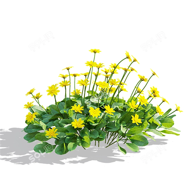 Mini Coreopsis Flower Collection Beds 3D model image 4