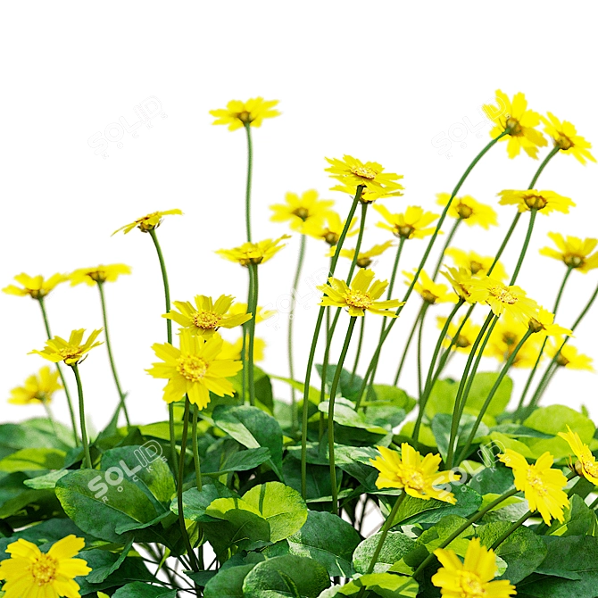 Mini Coreopsis Flower Collection Beds 3D model image 6