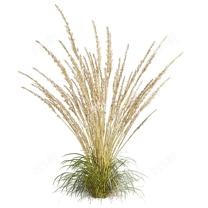 Quality Calamagrostis Karl Foerster Plant 3D model image 1