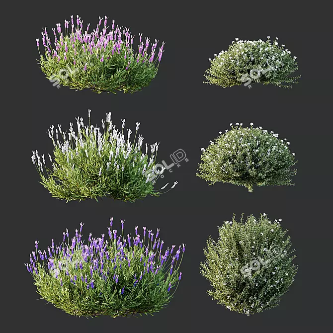  Spring Blossom 3D Models Bundle 3D model image 1