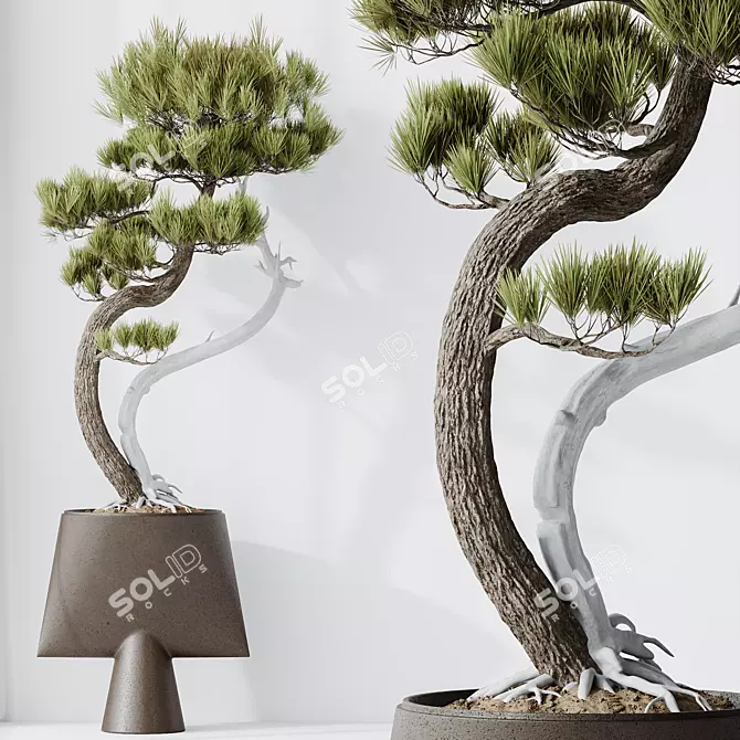 Five-Needle Pine Bonsai 3D Model 3D model image 3