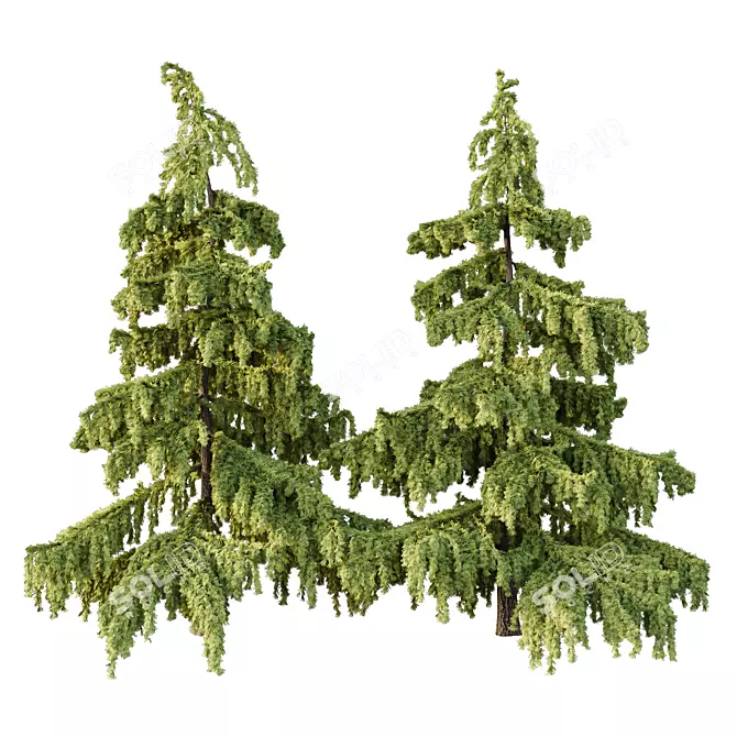  Cedrus Deodara 3D Models Pack 3D model image 1