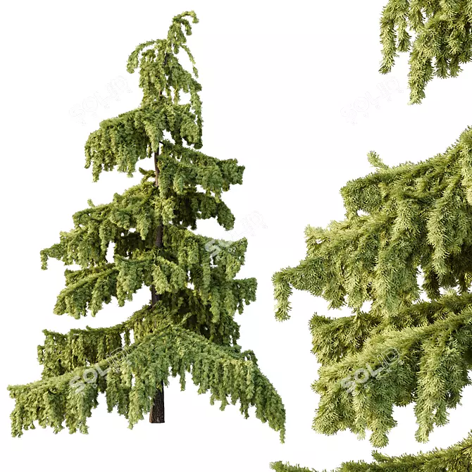  Cedrus Deodara 3D Models Pack 3D model image 2