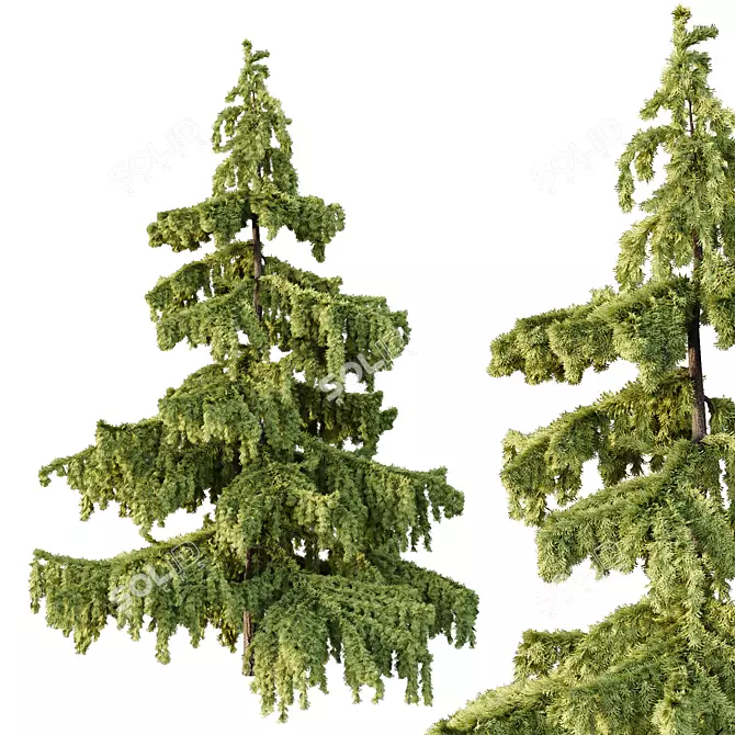  Cedrus Deodara 3D Models Pack 3D model image 3