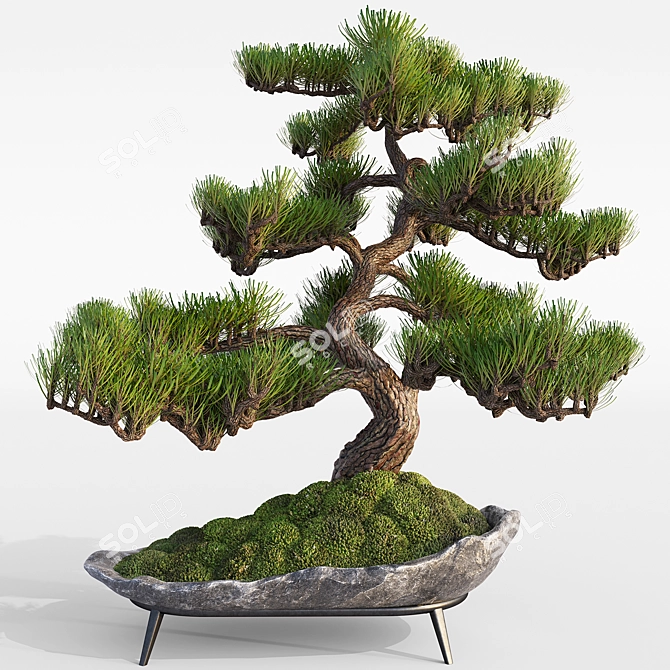 Pine Bonsai with Stone Pot 3D model image 1