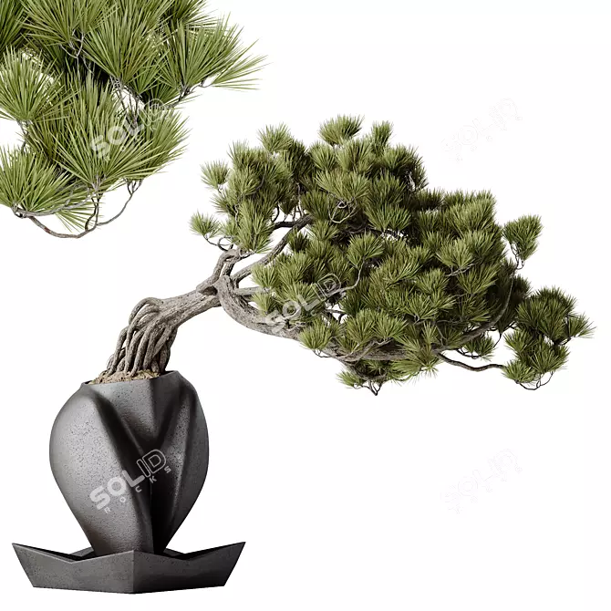 Evergreen Pinus Bonsai Tree 3D model image 1