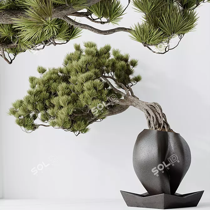 Evergreen Pinus Bonsai Tree 3D model image 2