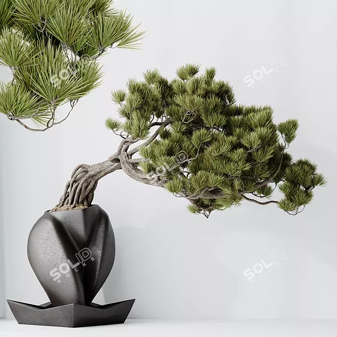 Evergreen Pinus Bonsai Tree 3D model image 3