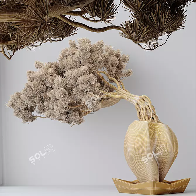 Evergreen Pinus Bonsai Tree 3D model image 4