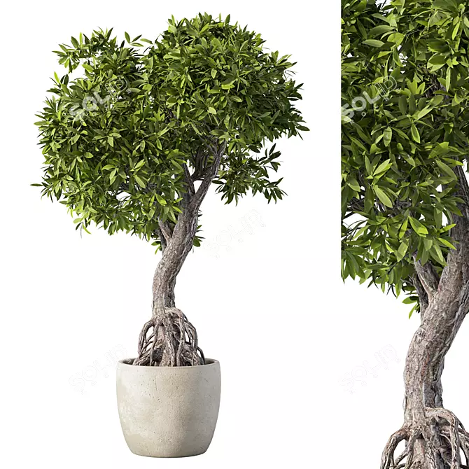 Green Haven Indoor Plant Set 3D model image 1