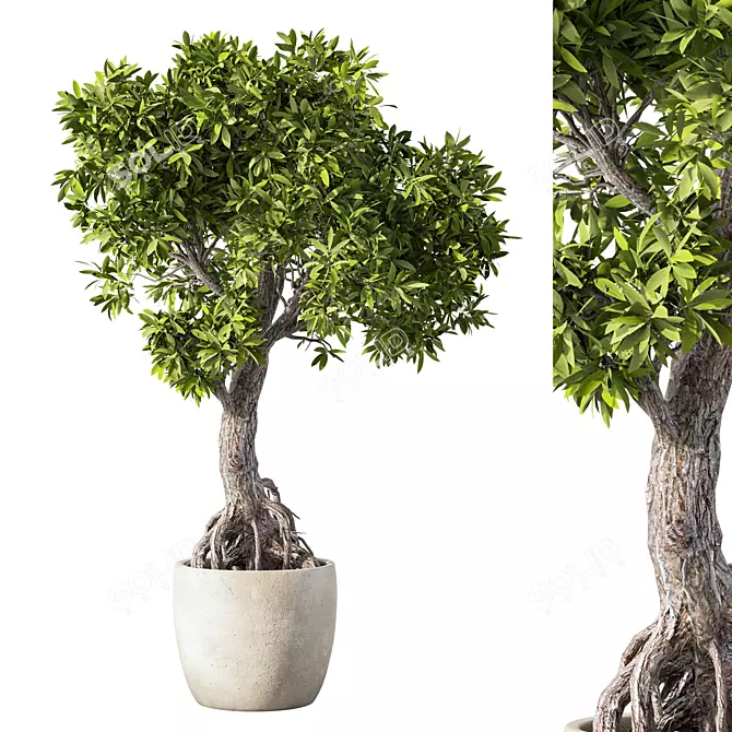 Green Haven Indoor Plant Set 3D model image 3