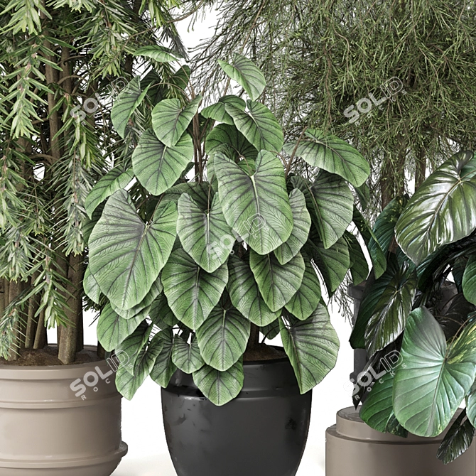 Modern Indoor Plants Collection Set 3D model image 2