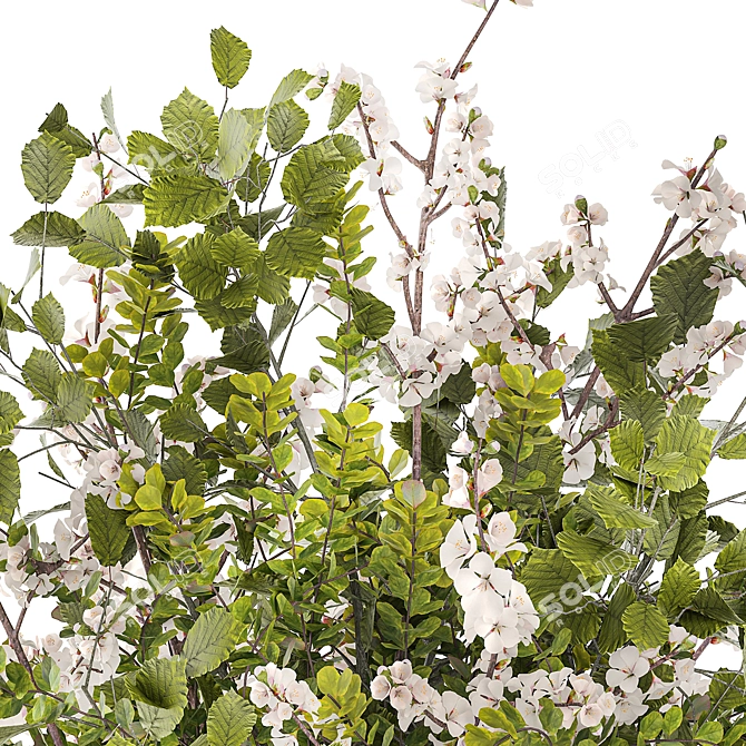 Blooming Cherry Blossom Bouquet 3D model image 2