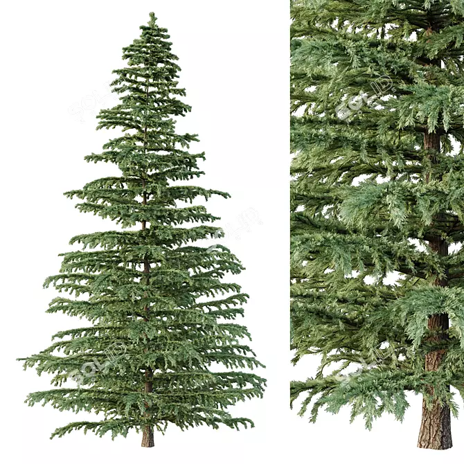 Epic Cedar Tree 3D Model 3D model image 1