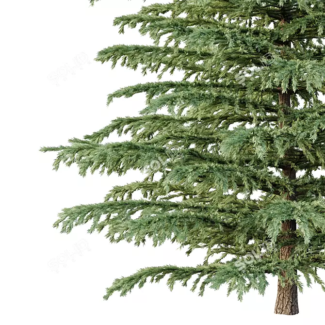 Epic Cedar Tree 3D Model 3D model image 2