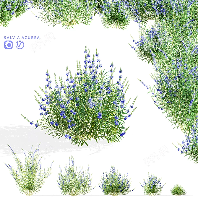 Salvia Azurea Flower Collection 3D model image 1