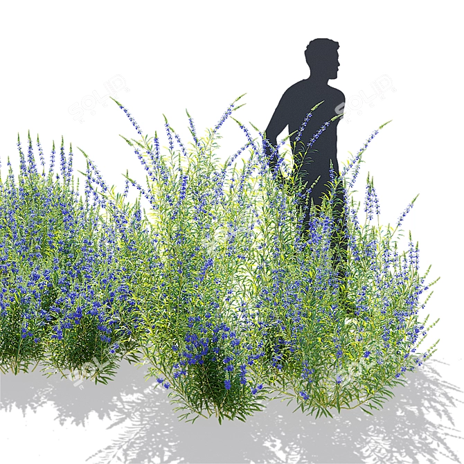 Salvia Azurea Flower Collection 3D model image 3