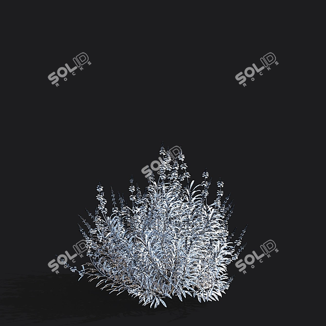 Salvia Azurea Flower Collection 3D model image 5