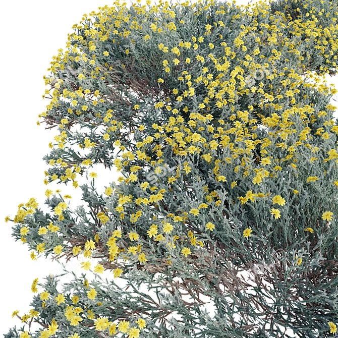 Cotton Lavender 3D Model 3D model image 3