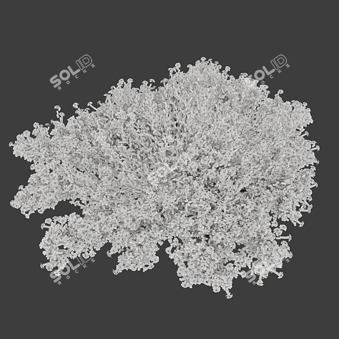 Cotton Lavender 3D Model 3D model image 4