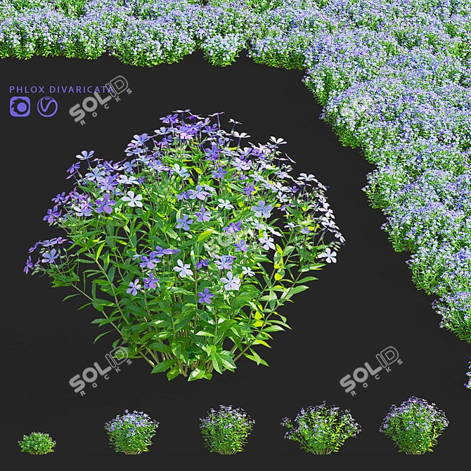 Divaricate Phlox Flower Collection 3D model image 1