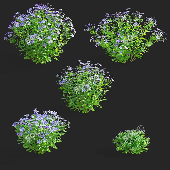 Divaricate Phlox Flower Collection 3D model image 2