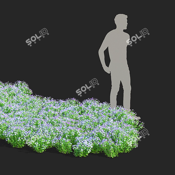 Divaricate Phlox Flower Collection 3D model image 3