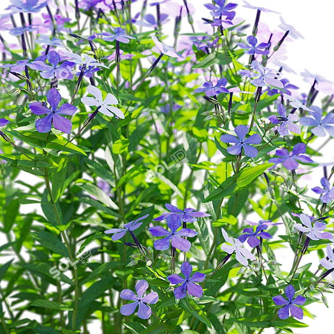 Divaricate Phlox Flower Collection 3D model image 4