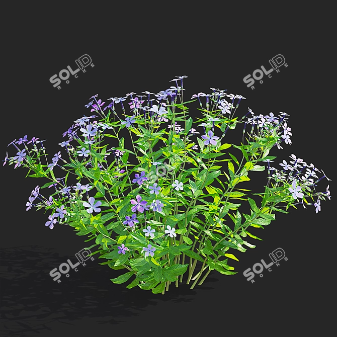 Divaricate Phlox Flower Collection 3D model image 5