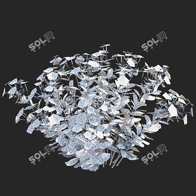 Divaricate Phlox Flower Collection 3D model image 6