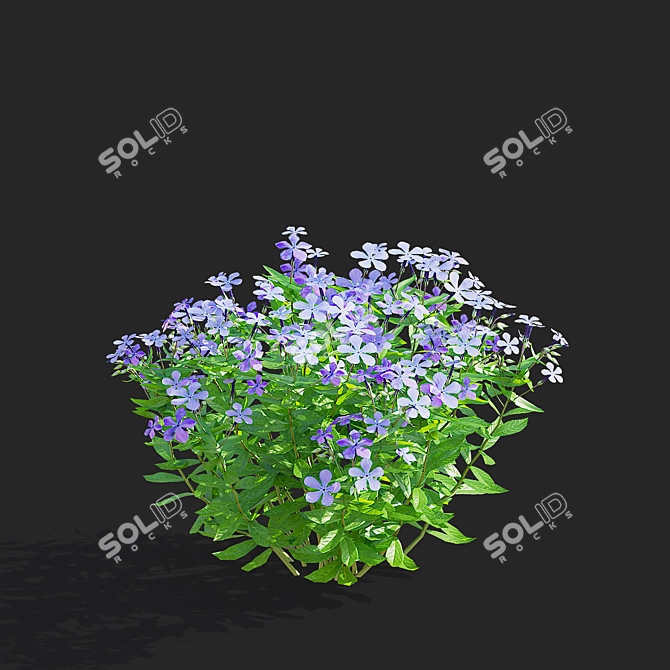 Divaricate Phlox Flower Collection 3D model image 7