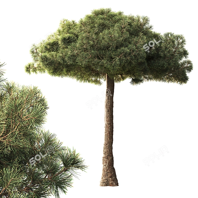 Black Pine Tree 3.5m Exteriors 3D model image 1